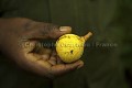 Fruits consommes par Chimpanzes - Fruits Eated by Chimpanzees, F