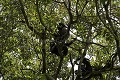Chimps in trees