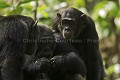 Chimpanze - Chimpanzee