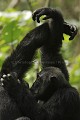 Chimpanze en grooming - Hand-clast Chimpanzees Grooming