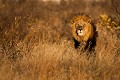 Lion  crinire noire du Kalahari