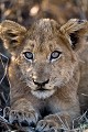 Lion Cub