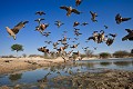 Burchell's Sandgrouses at water hole