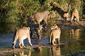 Lions crossing Sabi River