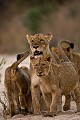 Troupe de lionnes avec leurs jeunes