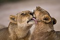 Troupe de lions avec ses jeunes