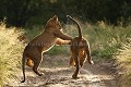 Jeunes lions en train de jouer