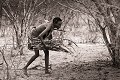 Femme Bushman ramassant du bois de feu.
