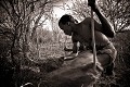 Bushmen digging out a water-root