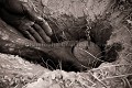 Bushmen gathering water-root