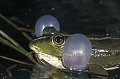 Common Frog. Mating call at night.