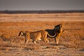 Couple of Lions in the Etosha Pan