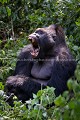 Eastern Lowland Gorilla.