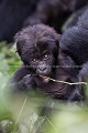 Eastern Lowland Gorilla.