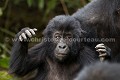 Eastern Lowland Gorilla