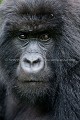 Mountain Gorilla