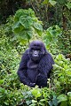 Mountain Gorilla