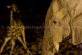 Elephant  Girafe Etosha nuit