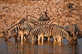 Zebres Etosha