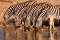 Zebres Etosha