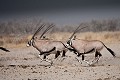 Oryx in the Damaraland. Namib Desert