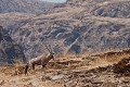 Oryx in the Damaraland. Namib Desert