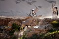 Oryx in the Damaraland. Namib Desert