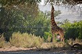 Giraffe dans le Damaraland - Giraffe in the Damaraland , Namibia