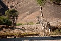 Giraffe dans le Damaraland - Giraffe in the Damaraland , Namibia