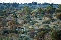 Dsert du Kalahari. Bush in the Kalahari Desert.