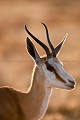 Springbok