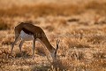 Springbok