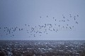 Bernaches cravants l'hiver en Baie du Mont Saint Michel