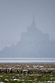 Brent Geese in the Bay of the Mont Saint Michel