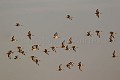 Barges  Queue Rousse -- Bar Tailed Godwits