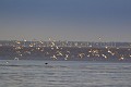 Barges  Queue Rousse -- Bar Tailed Godwits