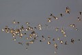 Barges  Queue Rousse -- Bar Tailed Godwits