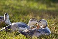 Canards domestiques