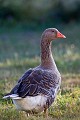 Domestic Goose