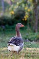 Domestic Goose