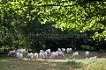 Troupeau de vaches dans un prairie en Berry.