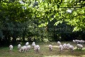 Herd of Cattle in a meadow. Berry. France.