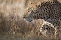 Lopard - Leopard