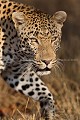 Lopard - Leopard