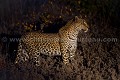 Lopard - Leopard