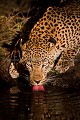 Leopard en train de boire la nuit