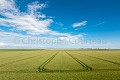 Culture de crales dans les polders de la Baie de l'Aiguillon.