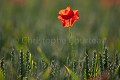 Coquelicots dans un champ de bl