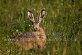 Brown Hare eating grass in a natural meadow