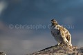 Rock Ptarmigan